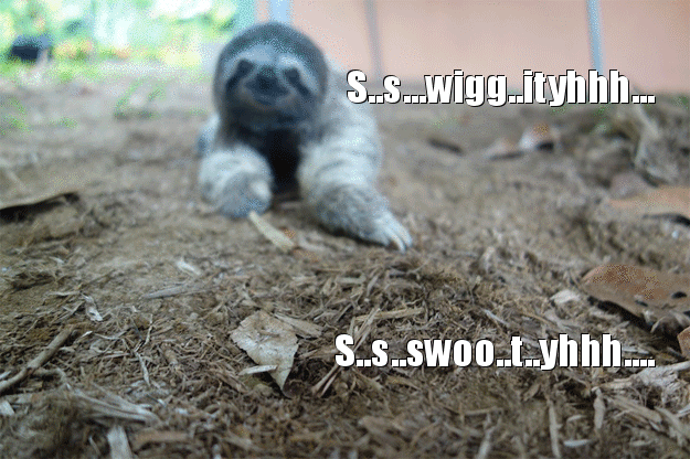 树懒 sloth 呆萌 爬行