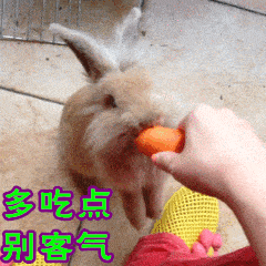 别客气兔子吃胡萝卜可爱gif动图_动态图_表情包下载_soogif