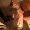 可爱 猫咪 配合 毛绒绒