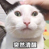 萌宠 猫星人 突然清醒 认真 搞怪 逗