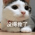 没救了 猫