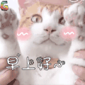 喵星人 猫 早上好 soogif soogif出品