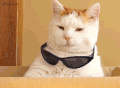 萌宠 猫咪 戴墨镜 可爱
