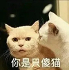 萌宠 喵星人 你是只傻猫 你怎么这么傻 可爱 憨憨