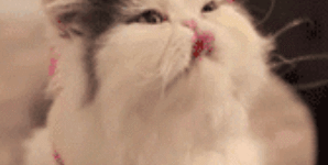 猫 卖萌 可爱 萌宠