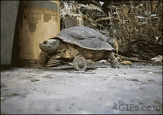 乌龟 爬行 龟坚强 轮子