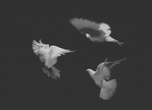 小鸟 漂亮 飞翔 自由