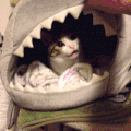 猫咪 鲨鱼 一脸蒙圈 盖上