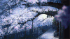 花树  落叶  夜景  唯美