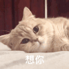 萌宠 猫星人 想你 思念 可爱 呆萌