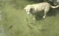 宠物 本能 抢镜头 搞笑 喵星人 萌 gif