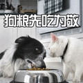 狗 汪星人 萌宠 狗粮 猫 喵星人 soogif soogif出品