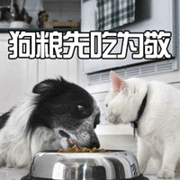 狗 汪星人 萌宠 狗粮 猫 喵星人 soogif soogif出品