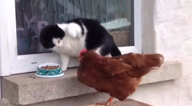 搞笑 猫咪 母鸡 打架