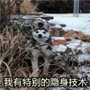 搞笑 哈士奇 宠物 我有特别的隐身技术