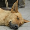 恶搞 搞笑 动物 狗 萌萌哒