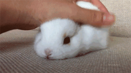 兔子 可爱 抚摸 一动不动