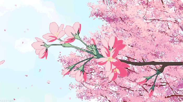 樱花树 花瓣 树枝 漂亮