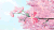 樱花树 花瓣 树枝 漂亮