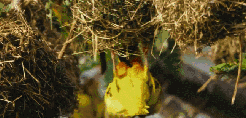 尼罗河-终极之河 纪录片 鸟类动物 黑头织巢鸟