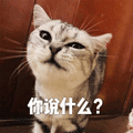 你说什么 猫 生气