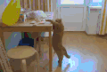 猫咪 够不到 可爱 搞笑