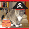 猫咪 萌宠 眼神 生日蛋糕