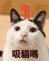 沙雕猫 猫咪 猫 可爱猫 猫表情包 猫咪表情包 小猫
