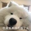 萌宠 汪星人 你真是美的我昏了头 无奈 搞怪 逗