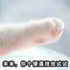 猫咪 爪子 白毛 来来你个傻逼 挠我试试