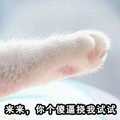 猫咪 爪子 白毛 来来你个傻逼 挠我试试