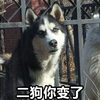 哈士奇 二狗你变了 斗图 搞笑 生无可恋