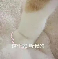 萌宠 猫咪 猫 撒娇 撒娇猫咪 生气 这个家 听我的