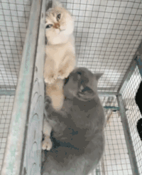 萌宠 猫星人 亲亲 呆萌 可爱
