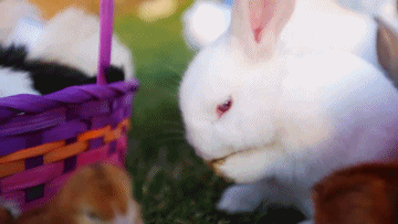 兔子 清洁 春游