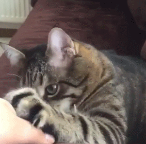 猫咪 瞪眼 伸出爪子 手指