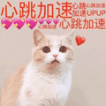 沙雕猫 猫咪 猫 可爱猫 猫表情包 猫咪表情包 小猫