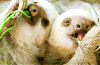 树懒 sloth 萌宠