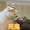 猫咪 喵星人 死鬼 搞笑 淘气