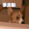 爹来啊 柯基 一条狗的使命