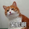 萌宠 喵星人 笑屁啊 别笑 搞怪 逗