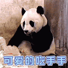 萌宠 熊猫 国宝 搞怪 可爱的 吃手手