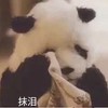 萌宠 熊猫 抹泪 伤心 呆萌 可爱