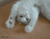 小猫 爪子 呆萌 伸懒腰