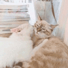 沙雕猫 猫咪 猫 可爱猫 猫表情包 猫咪表情包 小猫