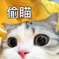 萌宠 猫星人 偷瞄 无奈 呆萌 可爱