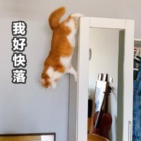 猫咪 喵星人 文字表情包 沙雕 魔性