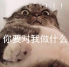 萌宠 喵星人 别过来 你要对我做什么 呆萌 可爱