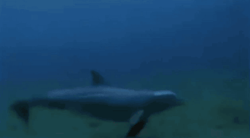 海豚 dolphin 呼吸