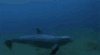 海豚 dolphin 呼吸